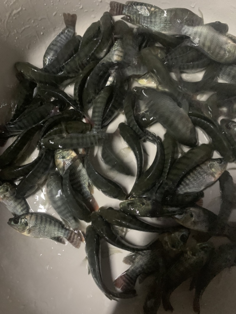 新品种罗非鱼苗，经过改良后比以往品种要好。