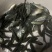 新品种罗非鱼苗，经过改良后比以往品种要好。