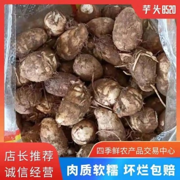 山东优质毛芋头种植基地新芋头大量上市，可供超市，市场电商