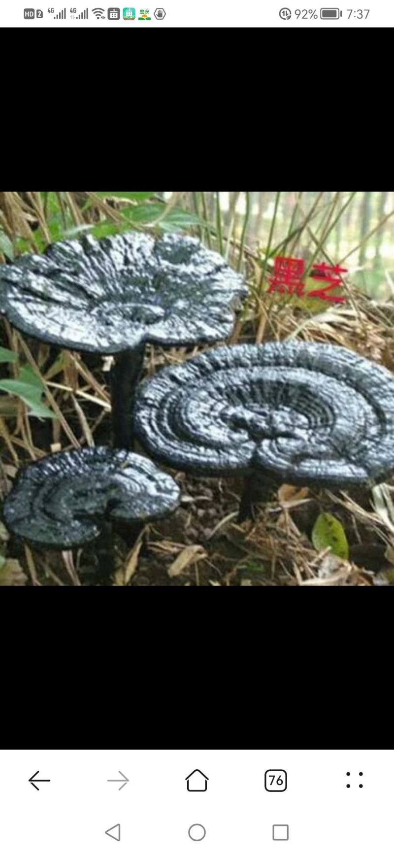 精选紫灵芝