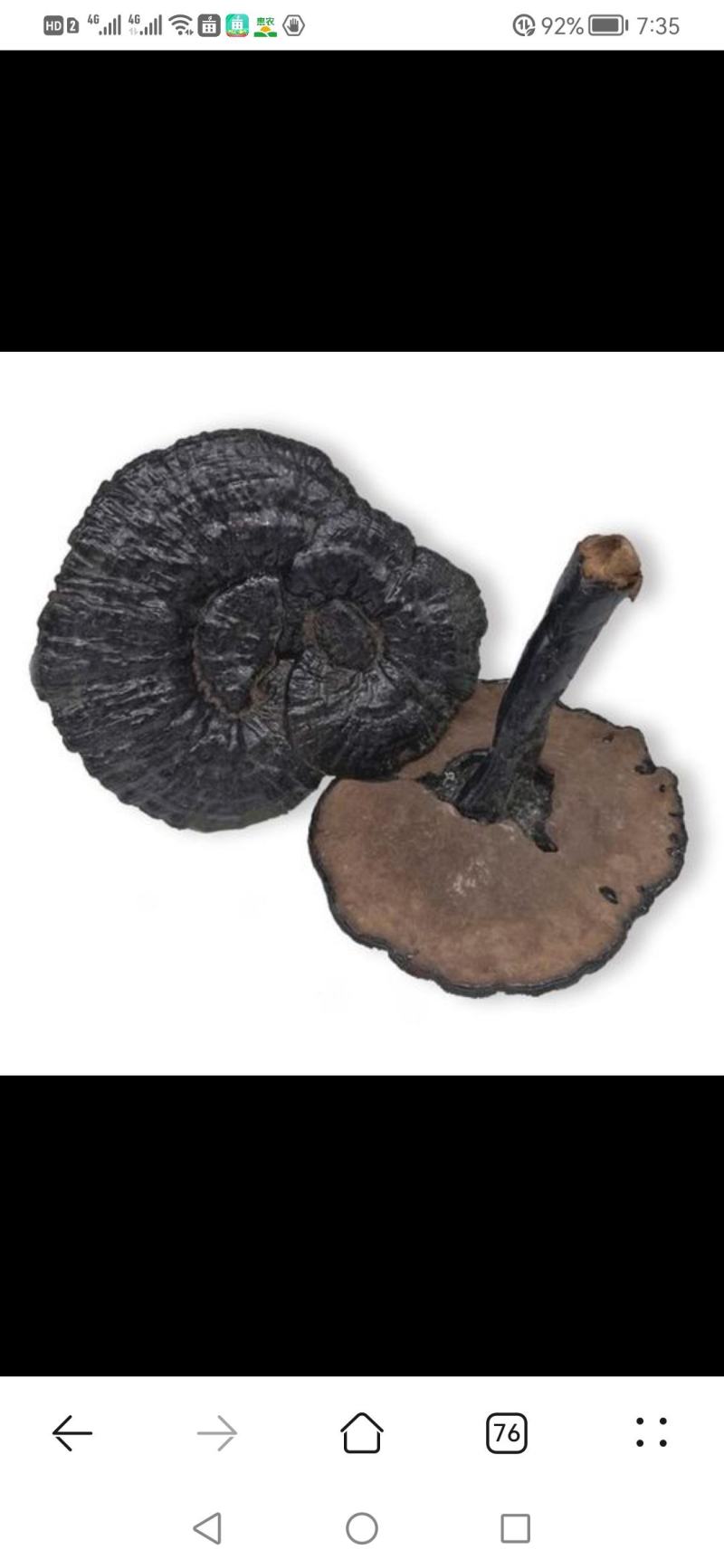 精选紫灵芝
