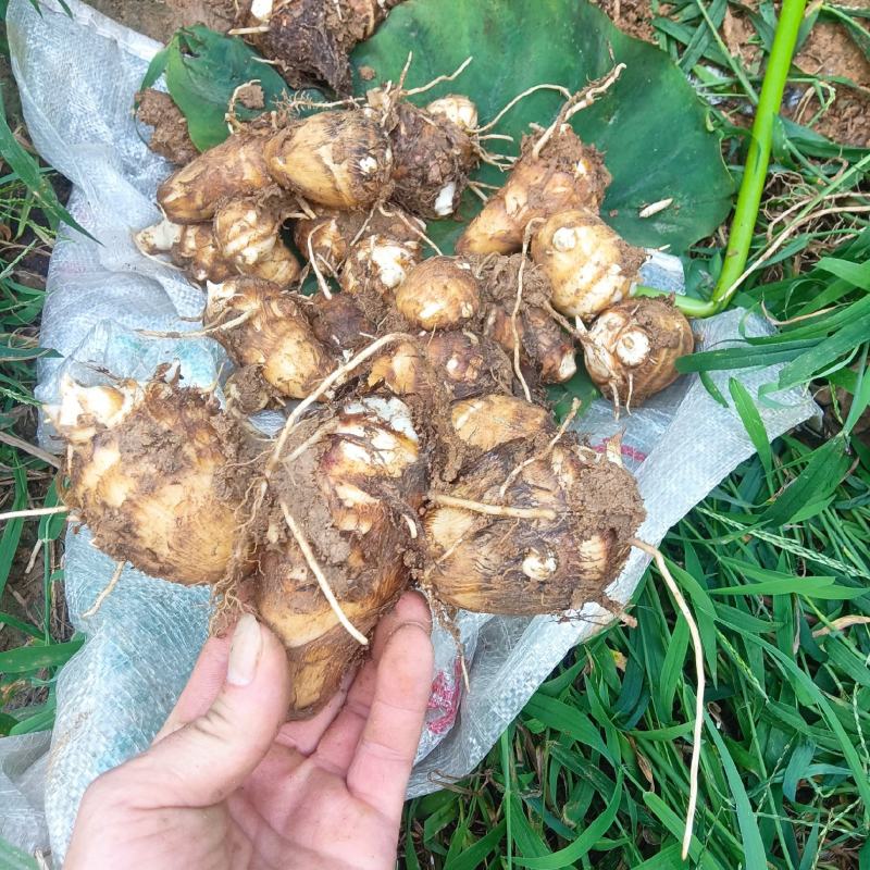 山东优质毛芋头种植基地新芋头大量上市，可供超市，市场电商