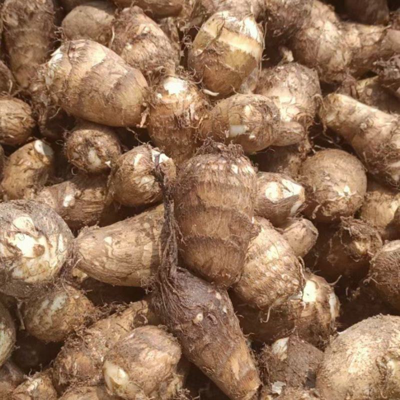 山东优质毛芋头种植基地新芋头大量上市，可供超市，市场电商