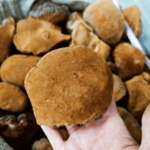 云南桑黄1公斤起售