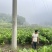 泰国南姜