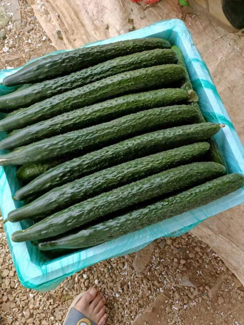 黄瓜大量供应、质量保证、支持各种包装、欢迎采购22