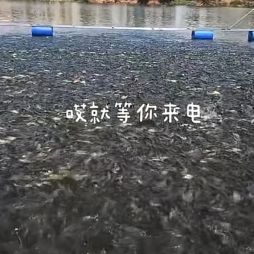 草鱼、鲤鱼、黄金鲫