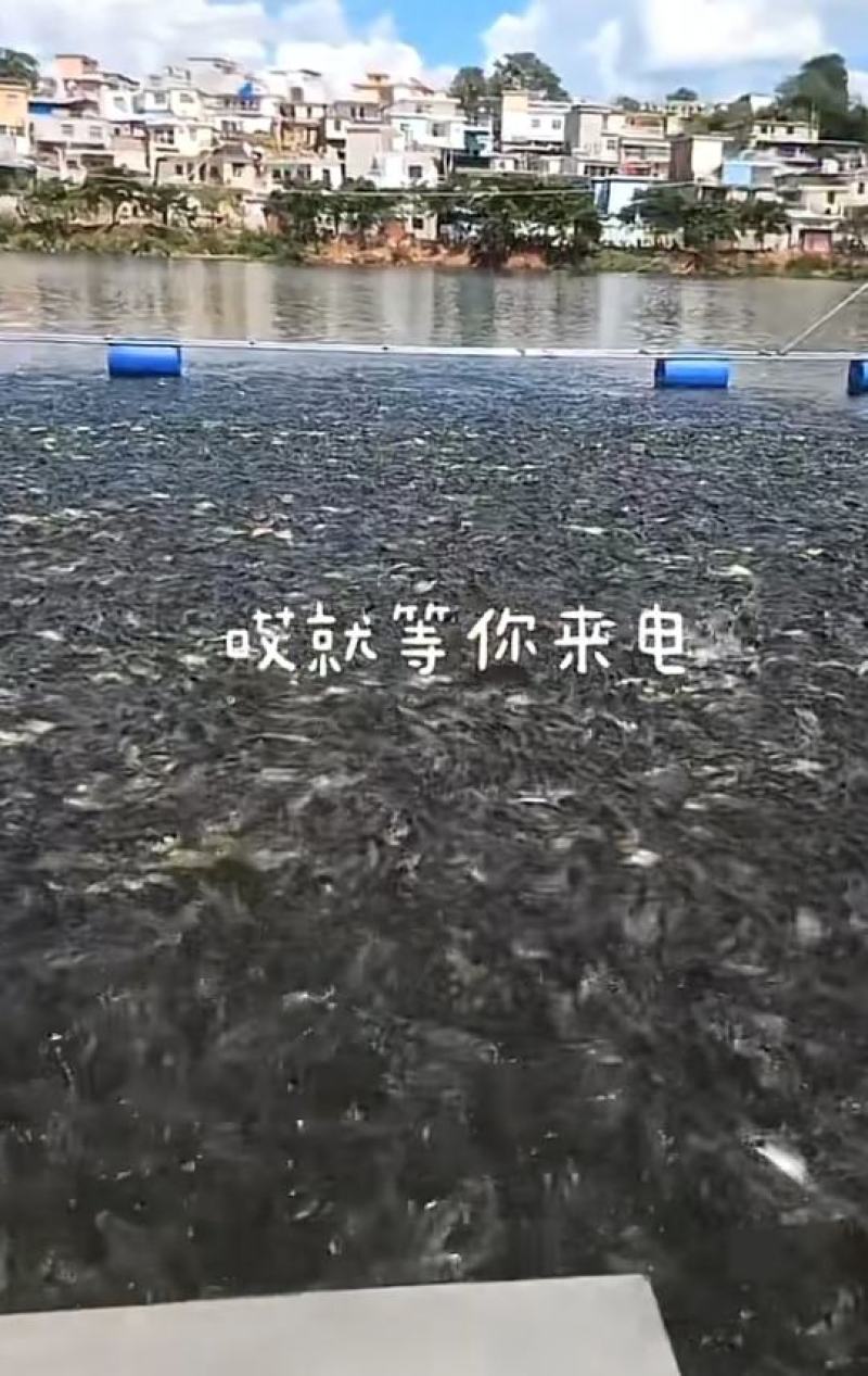 草鱼、鲤鱼、黄金鲫