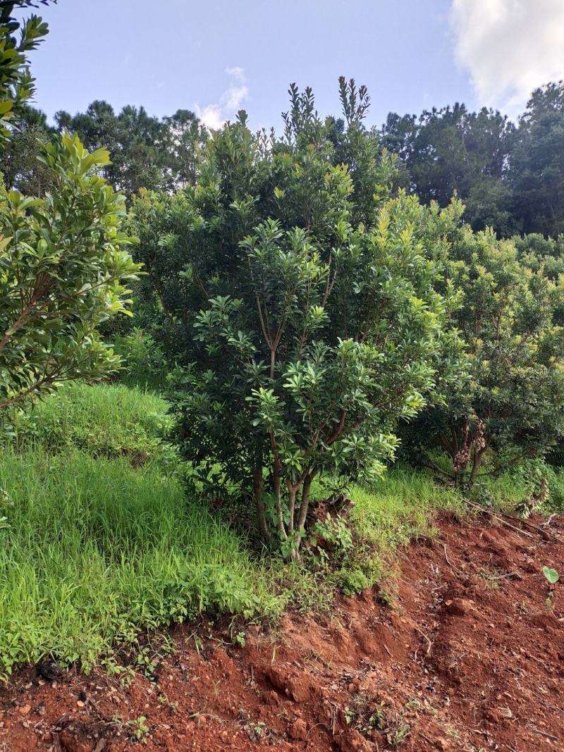 荸荠梅树有80棵高3米宽2米需要的老板联系