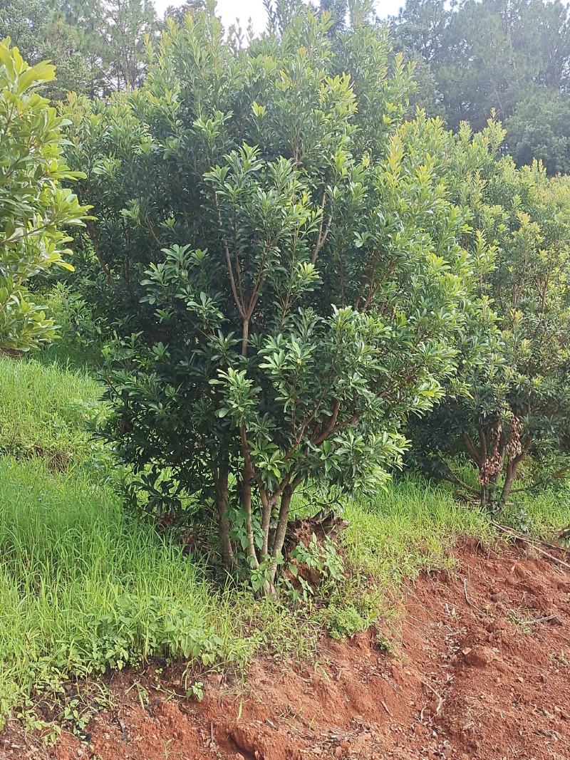 荸荠梅树有80棵高3米宽2米需要的老板联系