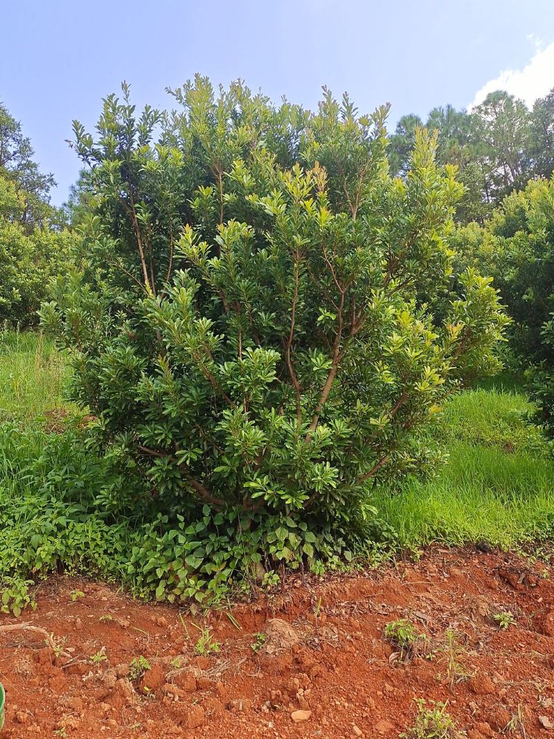 荸荠梅树有80棵高3米宽2米需要的老板联系