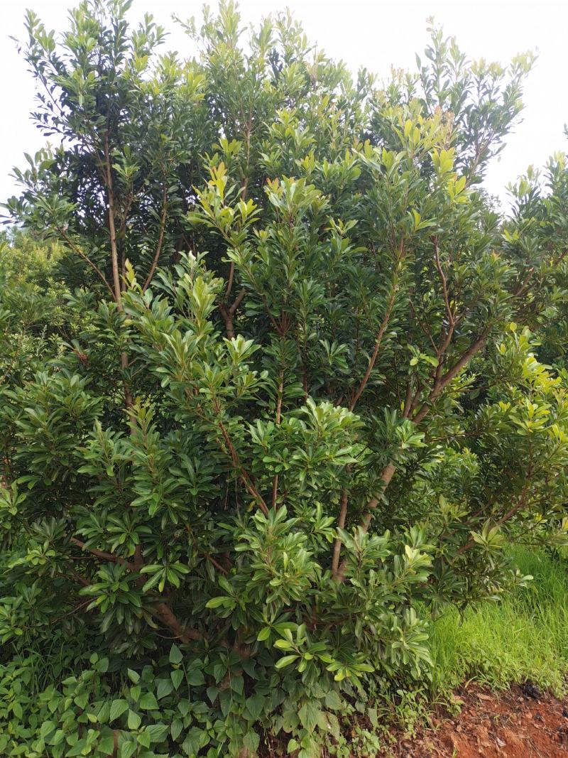 荸荠梅树有80棵高3米宽2米需要的老板联系