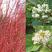 优质日本红瑞木树苗红杆麻球红柳枝条绿化苗木户外庭院植物苗