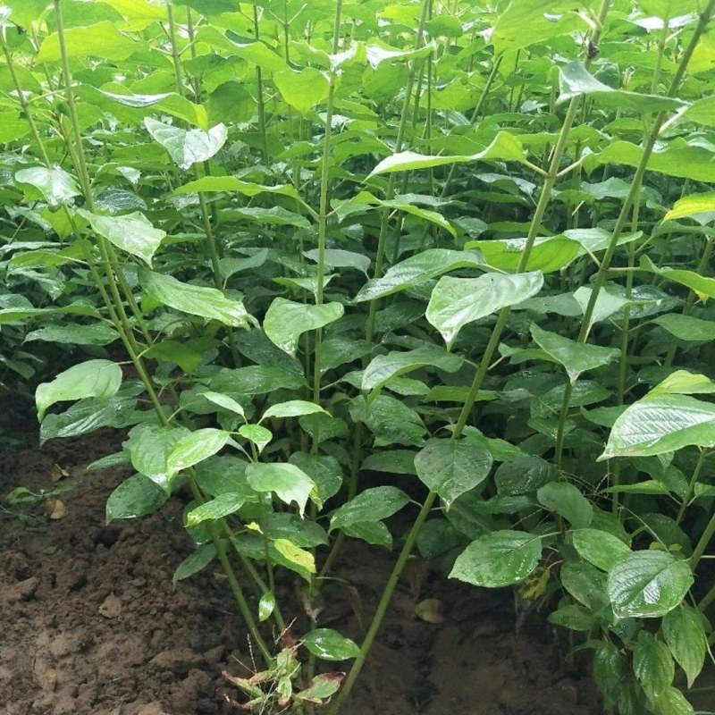 优质日本红瑞木树苗红杆麻球红柳枝条绿化苗木户外庭院植物苗