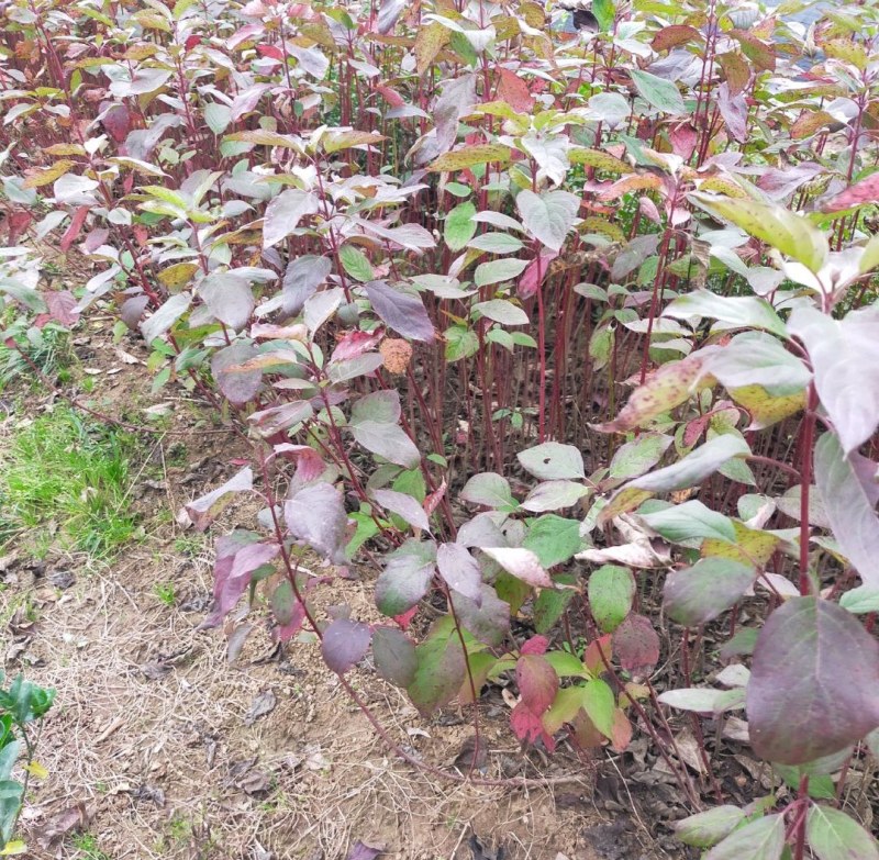 优质日本红瑞木树苗红杆麻球红柳枝条绿化苗木户外庭院植物苗