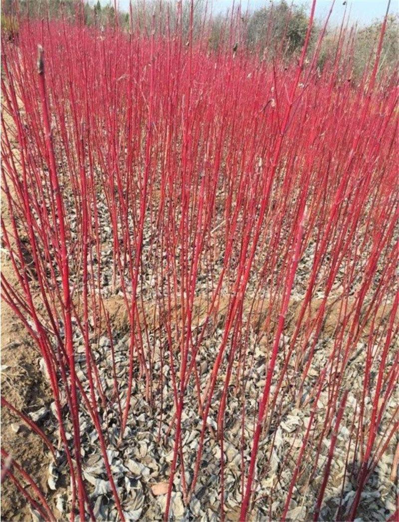 优质日本红瑞木树苗红杆麻球红柳枝条绿化苗木户外庭院植物苗