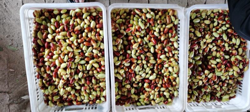 马牙枣鲜枣特级天津市静海区，子牙镇种植已有20年