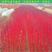 日本红瑞木树苗红杆麻球红柳枝条绿化苗木户外庭院植物树包邮