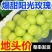 【基地直发】安徽砀山精品阳光玫瑰葡萄爆甜量大从优