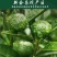 厂家天马，茶坑核心产区小青柑上市传统工艺配上云南宫廷普洱