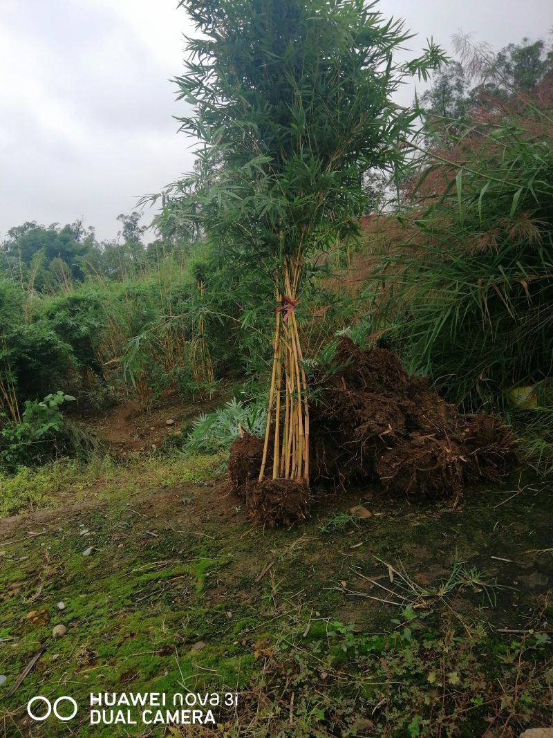 情丝竹