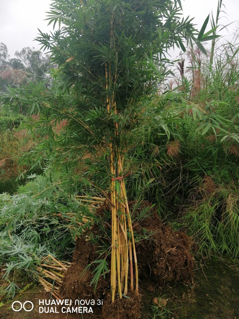 情丝竹