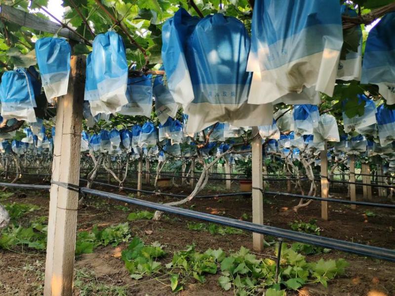 【基地直发】安徽砀山精品阳光玫瑰葡萄爆甜量大从优