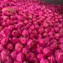 漳州柚子平和三红柚，三红柚开始上市了欢迎采购