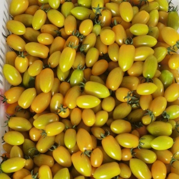 味怡然原味黄金果小番茄