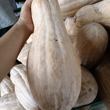 大家好我是河北省邯郸市永年区南瓜市场，大量有货，需要联系
