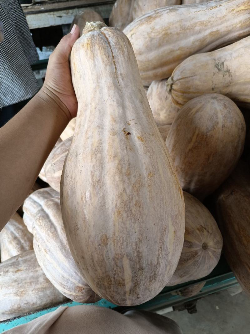 大家好我是河北省邯郸市永年区南瓜市场，大量有货，需要联系