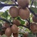瑞玉猕猴桃秦岭山优质产区80克~145克