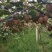 瑞玉猕猴桃秦岭山优质产区80克~145克