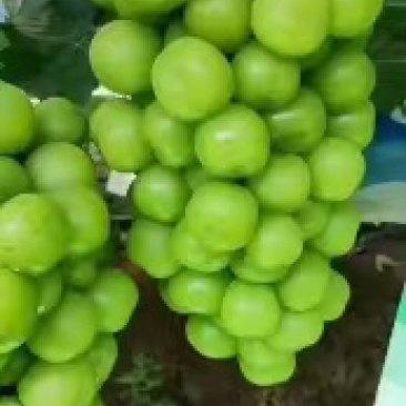 精品巨峰，阳光玫瑰，夏黑，红提