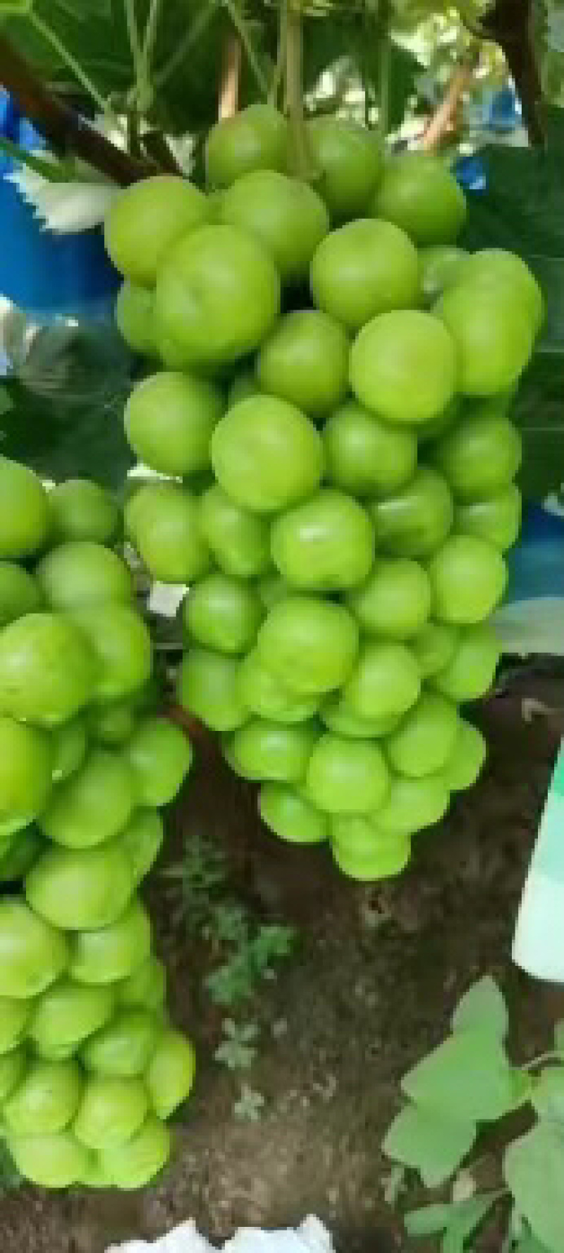 精品巨峰，阳光玫瑰，夏黑，红提