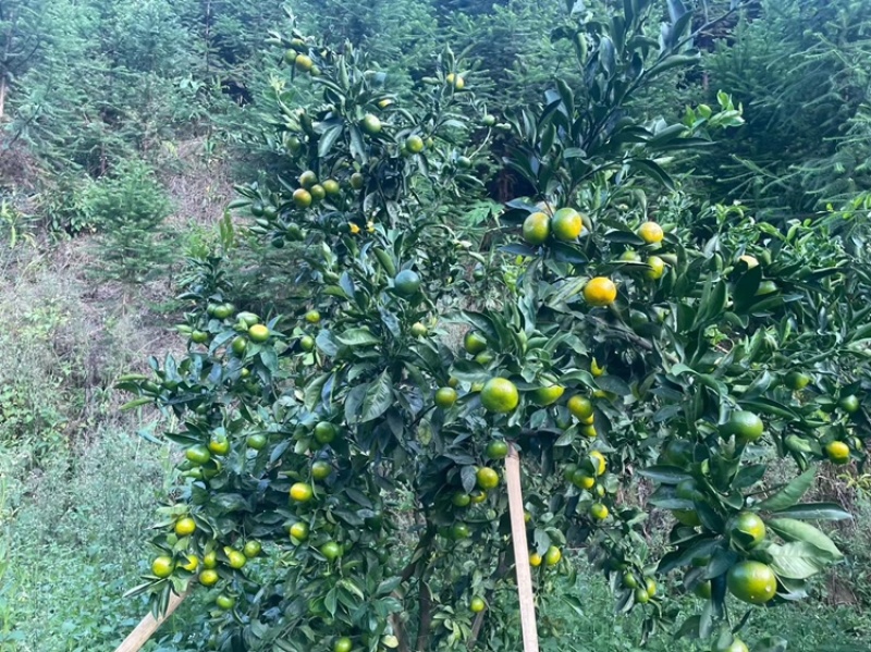特早蜜桔