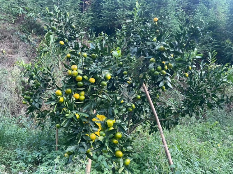 特早蜜桔