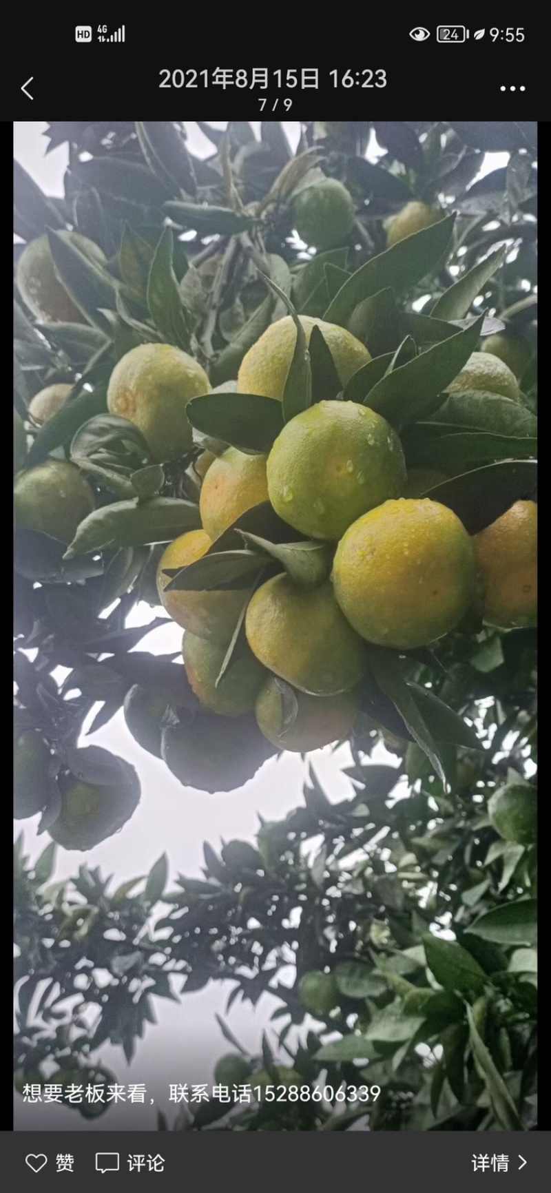 特早蜜桔