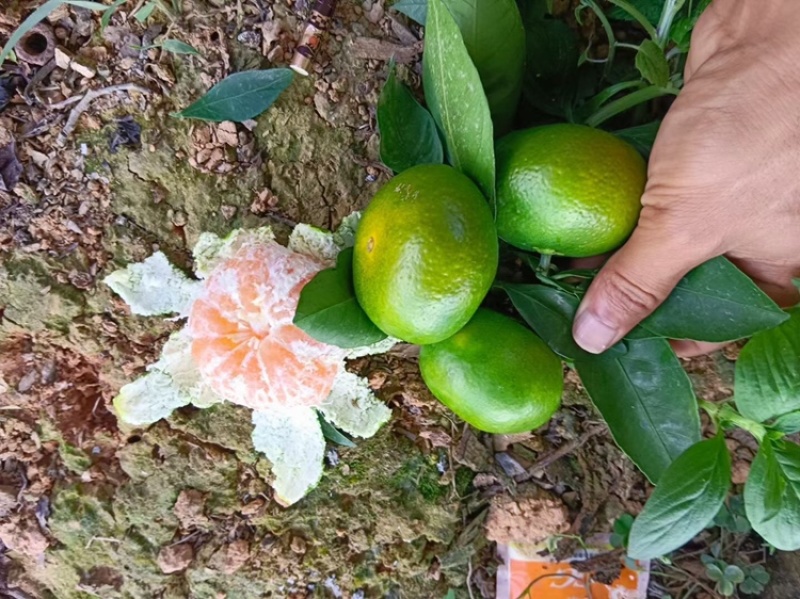 特早蜜桔