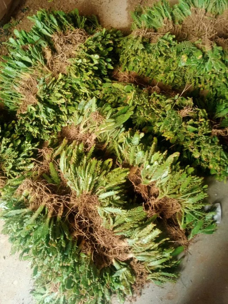 摆地摊多肉植物