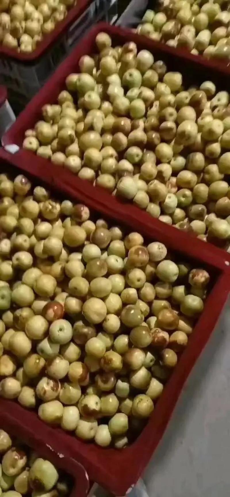 【热销】冬枣，全国代办，实力供货。支持视频看货