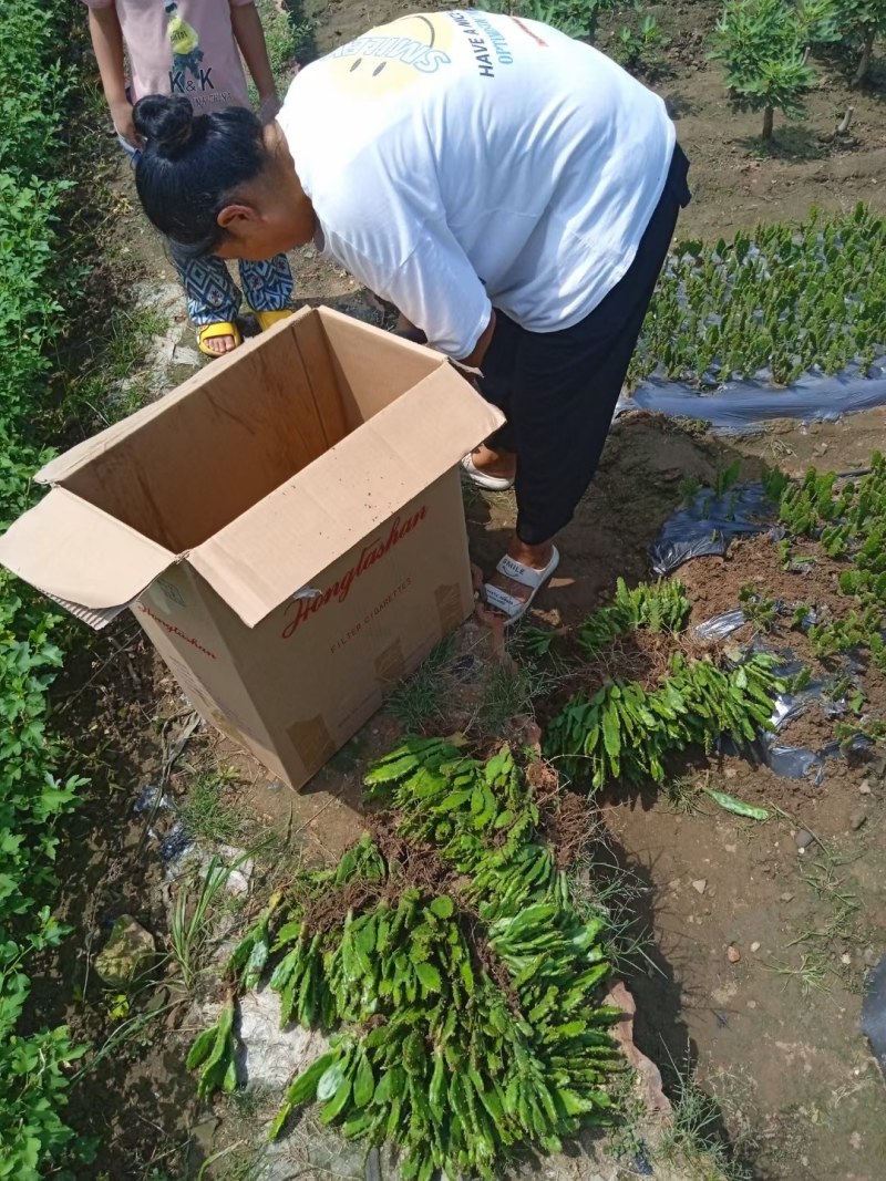 懒人千手观音多肉千佛手地摊货山东净化空气批发基地