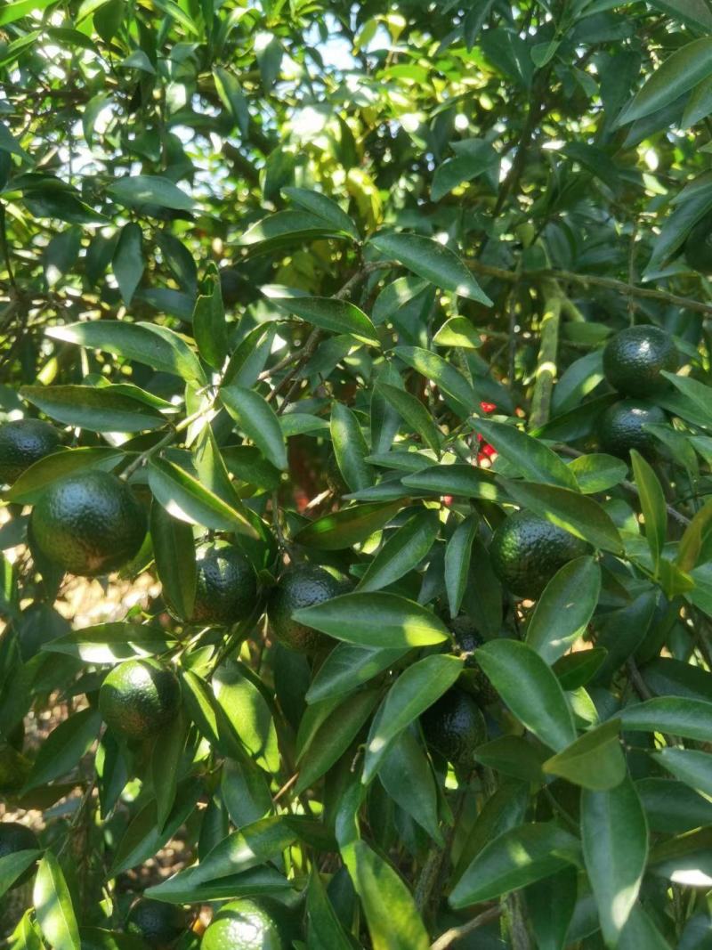 新会小青柑鲜果，茶叶果奶茶店新品，茶叶果专用普洱基地直发