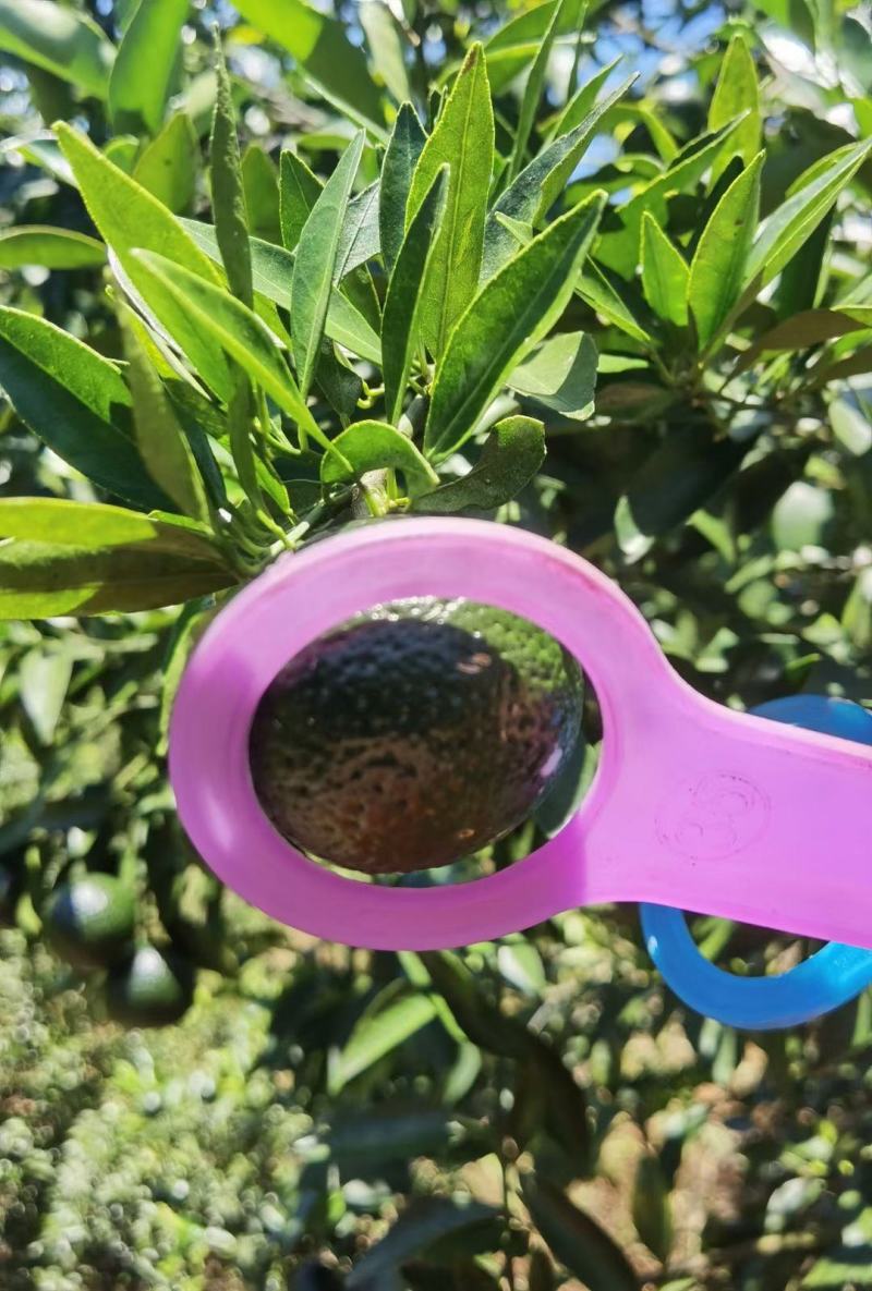 新会小青柑鲜果，茶叶果奶茶店新品，茶叶果专用普洱基地直发