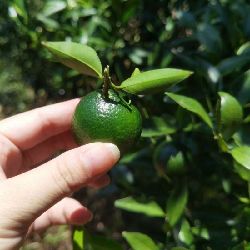新会小青柑鲜果，茶叶果奶茶店新品，茶叶果专用普洱基地直发