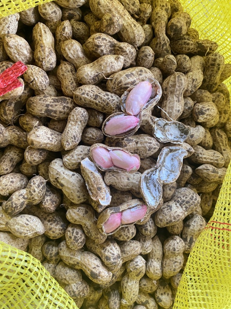 鲜花生，过筛，人工挑选，可到现场看货