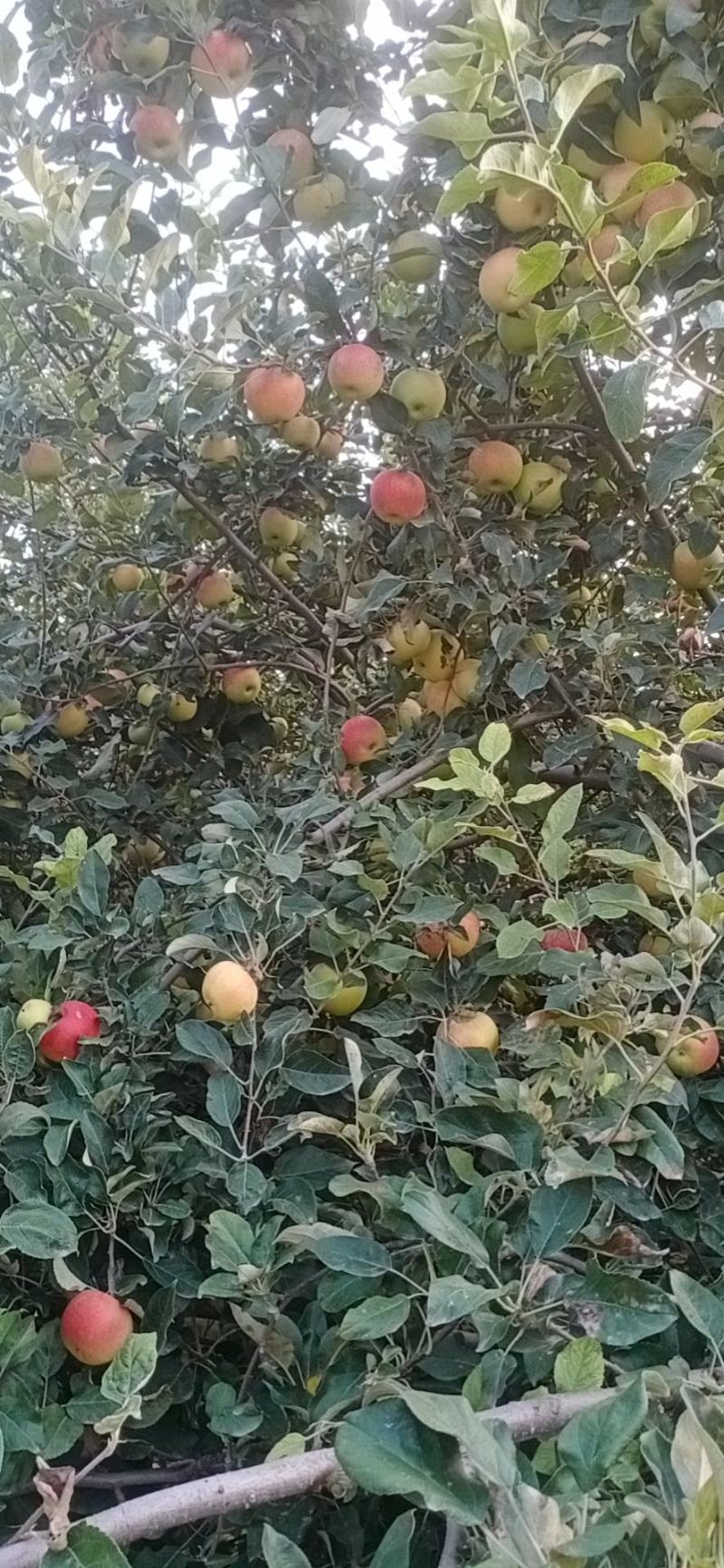 美八苹果