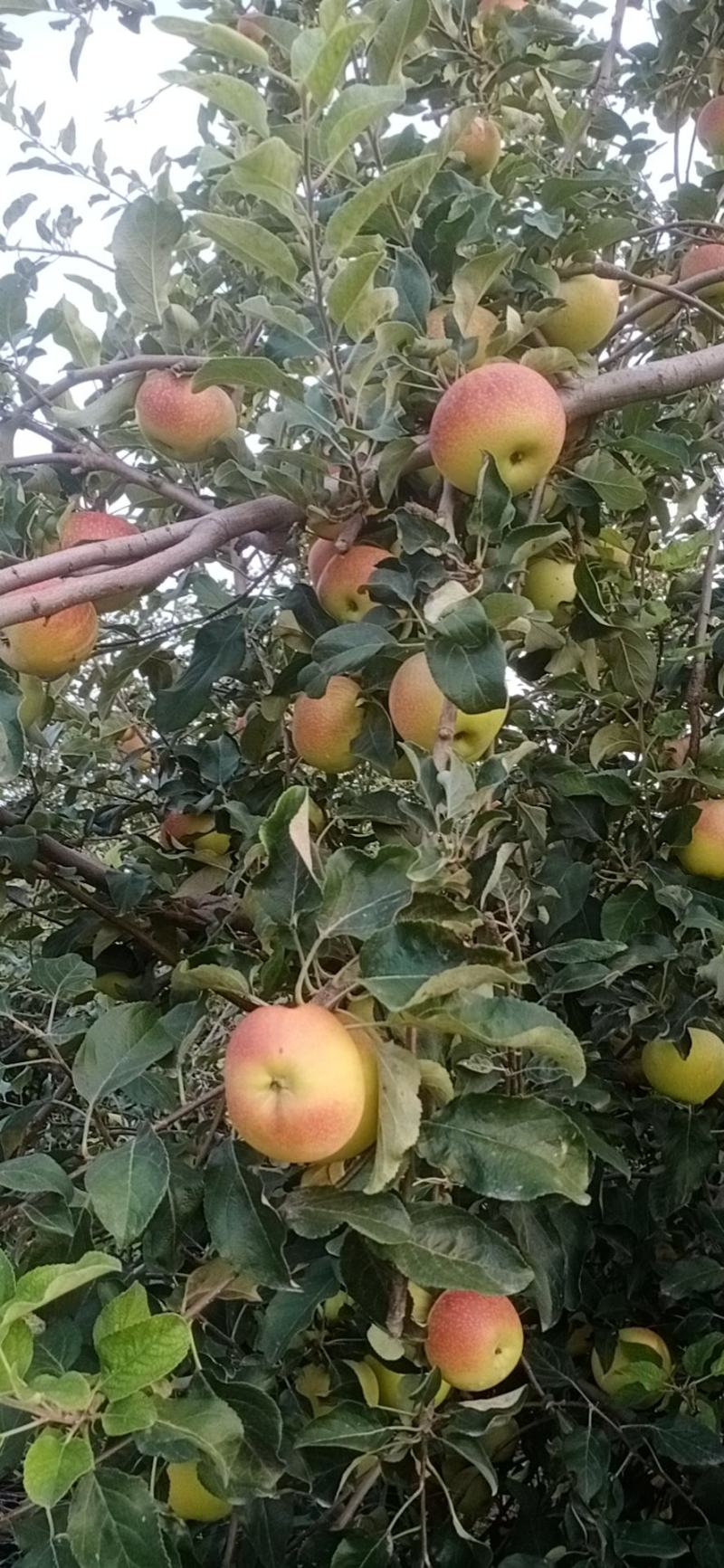 美八苹果