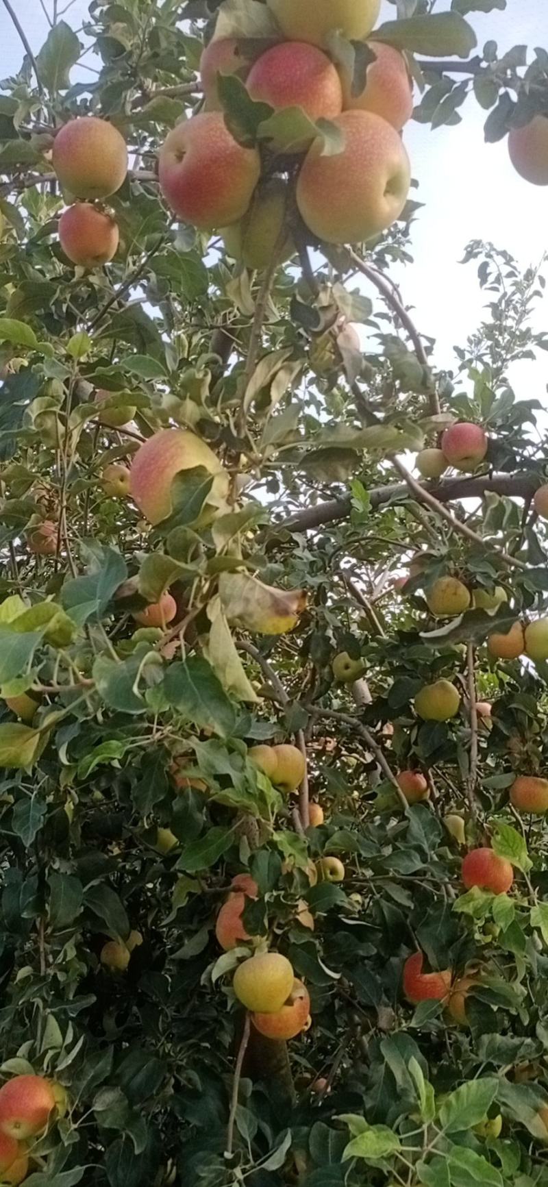 美八苹果