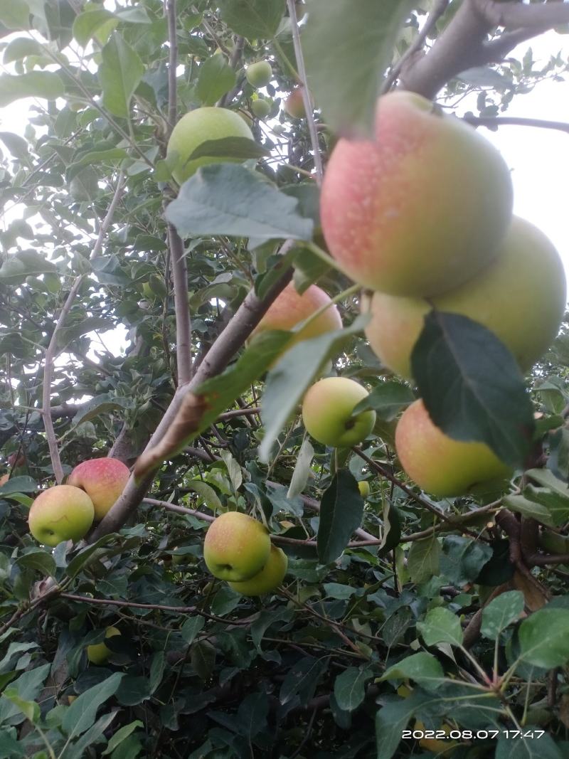 美八苹果